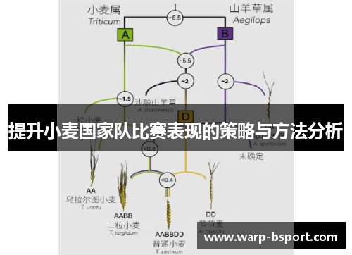 提升小麦国家队比赛表现的策略与方法分析
